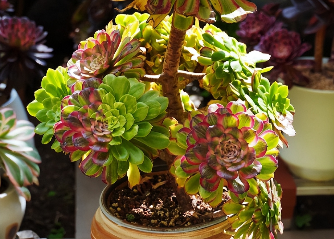 多肉萤火,名字虽说很低调,但养好之后绿体红边敢与"皓月"争辉