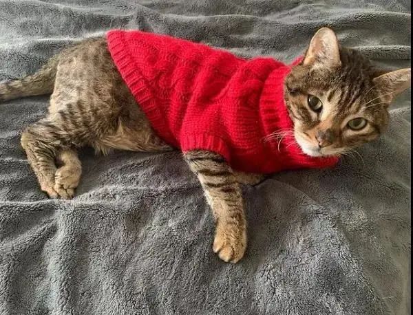 一只爱穿衣服的猫