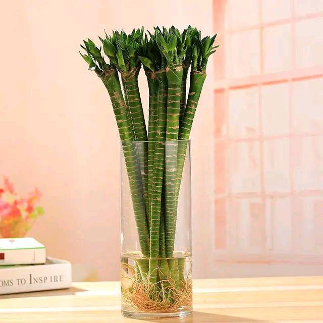 水培富贵竹,快速生根的7个方法要掌握,再注意4方面,才能养好