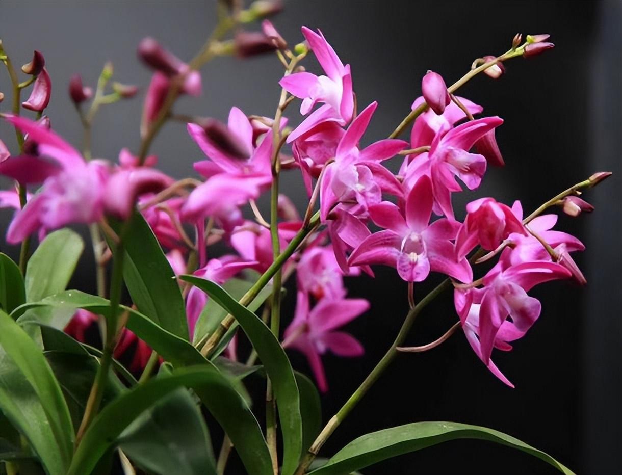 这花叫"澳洲香水石斛",香味浓烈花美艳,带你欣赏一下
