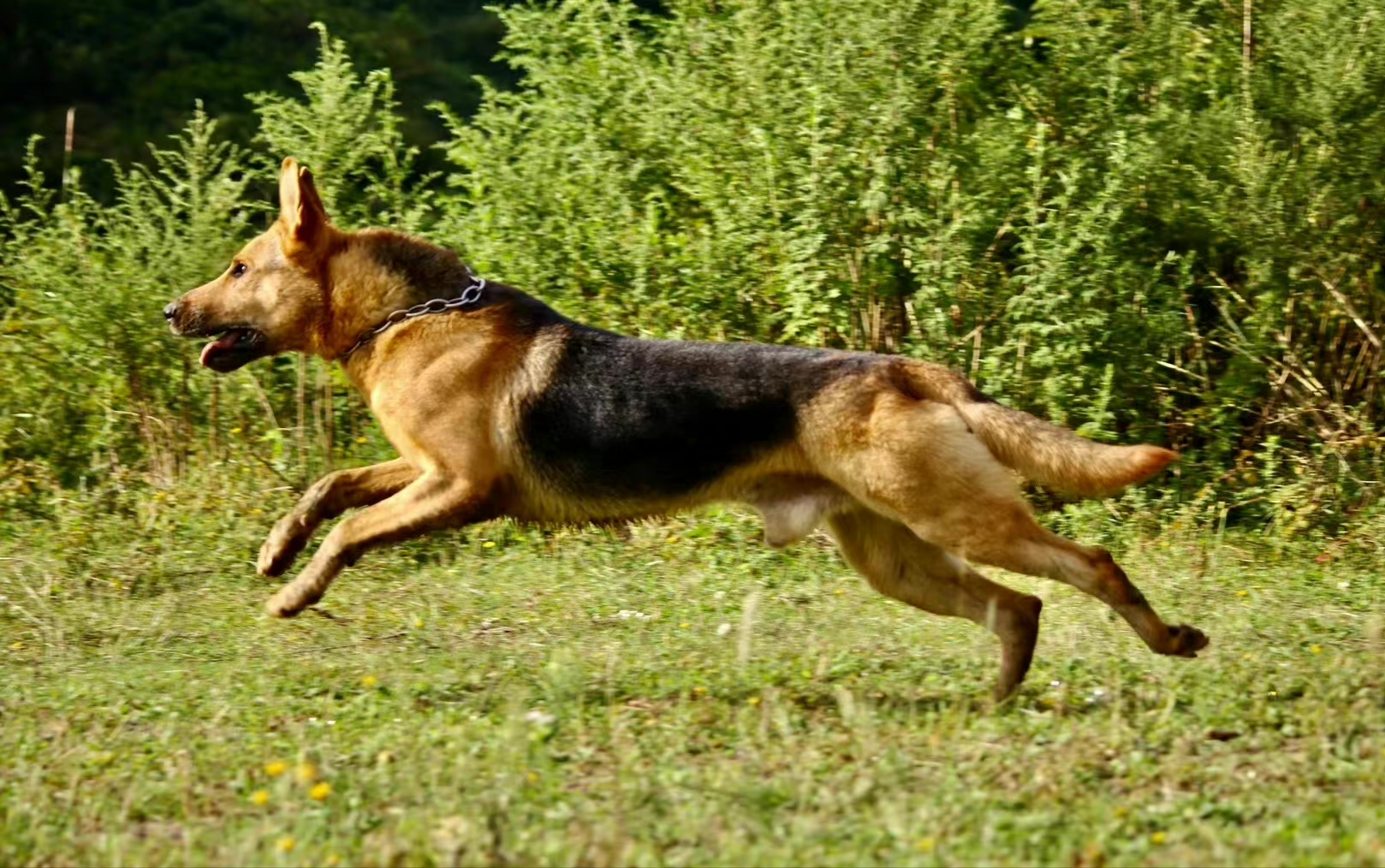 军犬高清壁纸图片