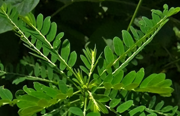 野外碰到這種植物千萬要注意!鄉村都叫它