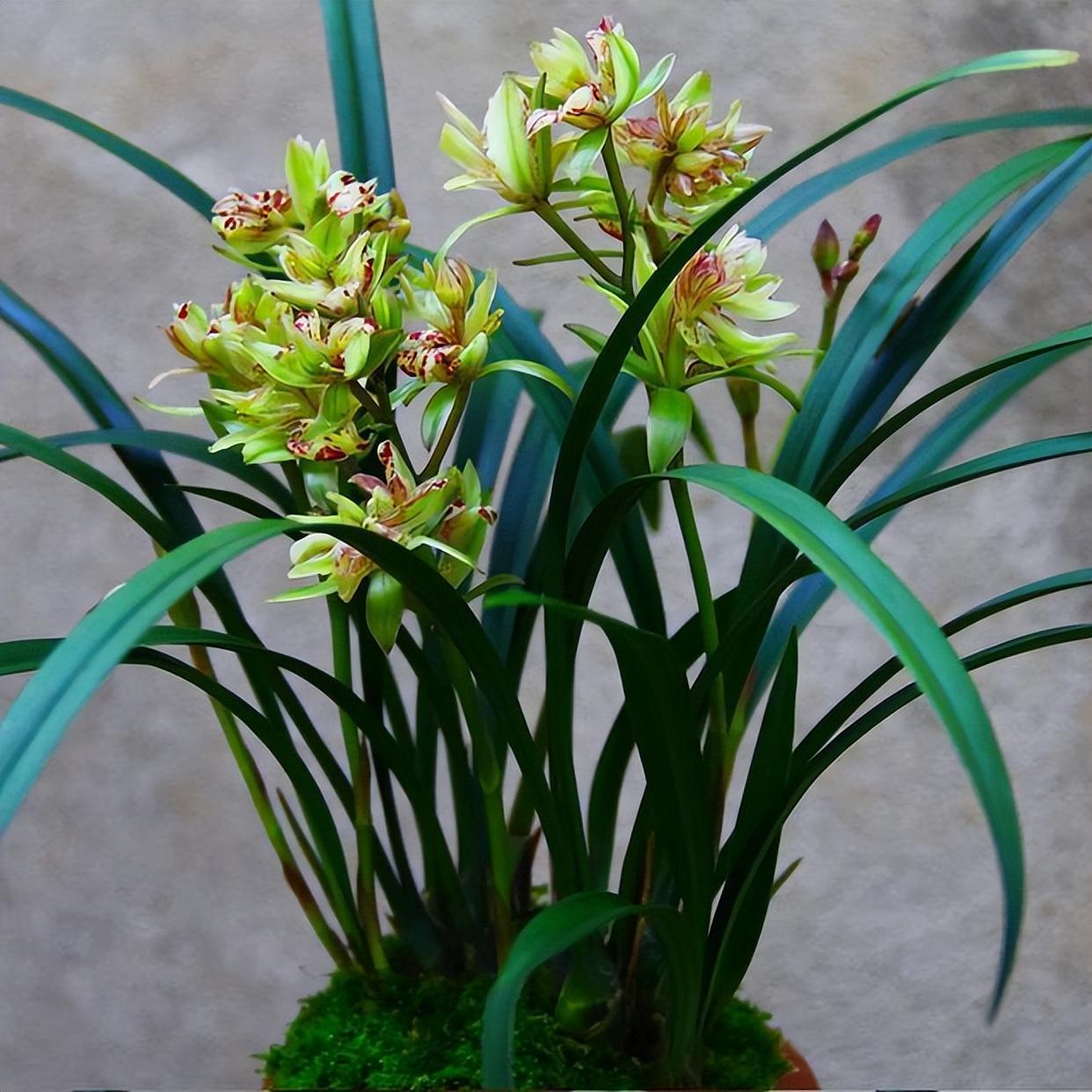 奇特而漂亮的兰花——富山奇蝶,清新淡雅,香气馥郁,适合新手