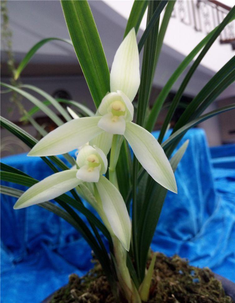 精品兰花——雪影