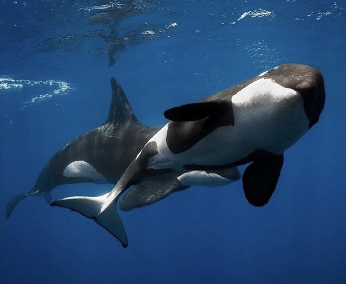 被圈养42年的虎鲸自残求解脱,野生的虎鲸能杀大白鲨却不伤害人类