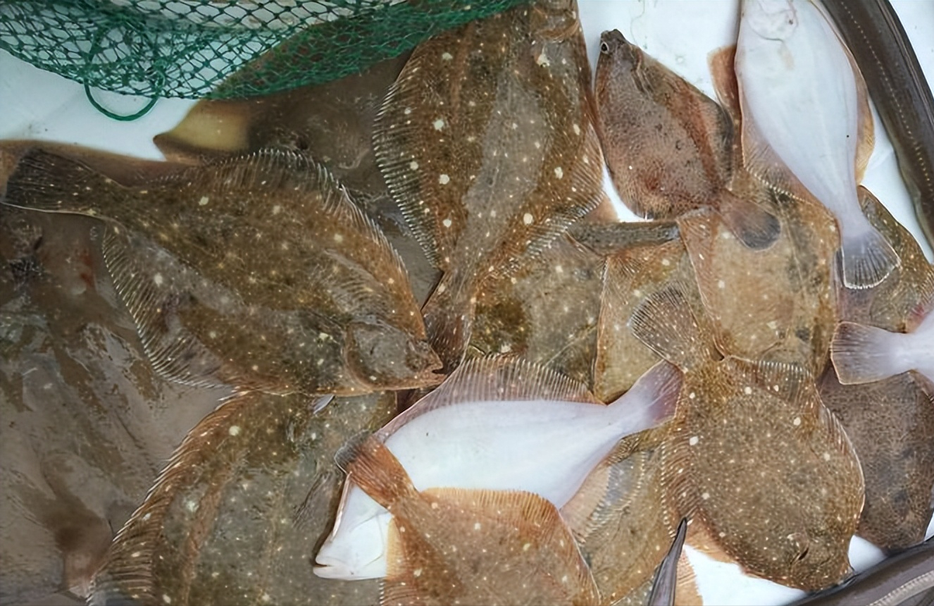 浙江宁波钓鱼人钓到80斤沙板鱼,卖9000块,不好吃还能卖这么贵?