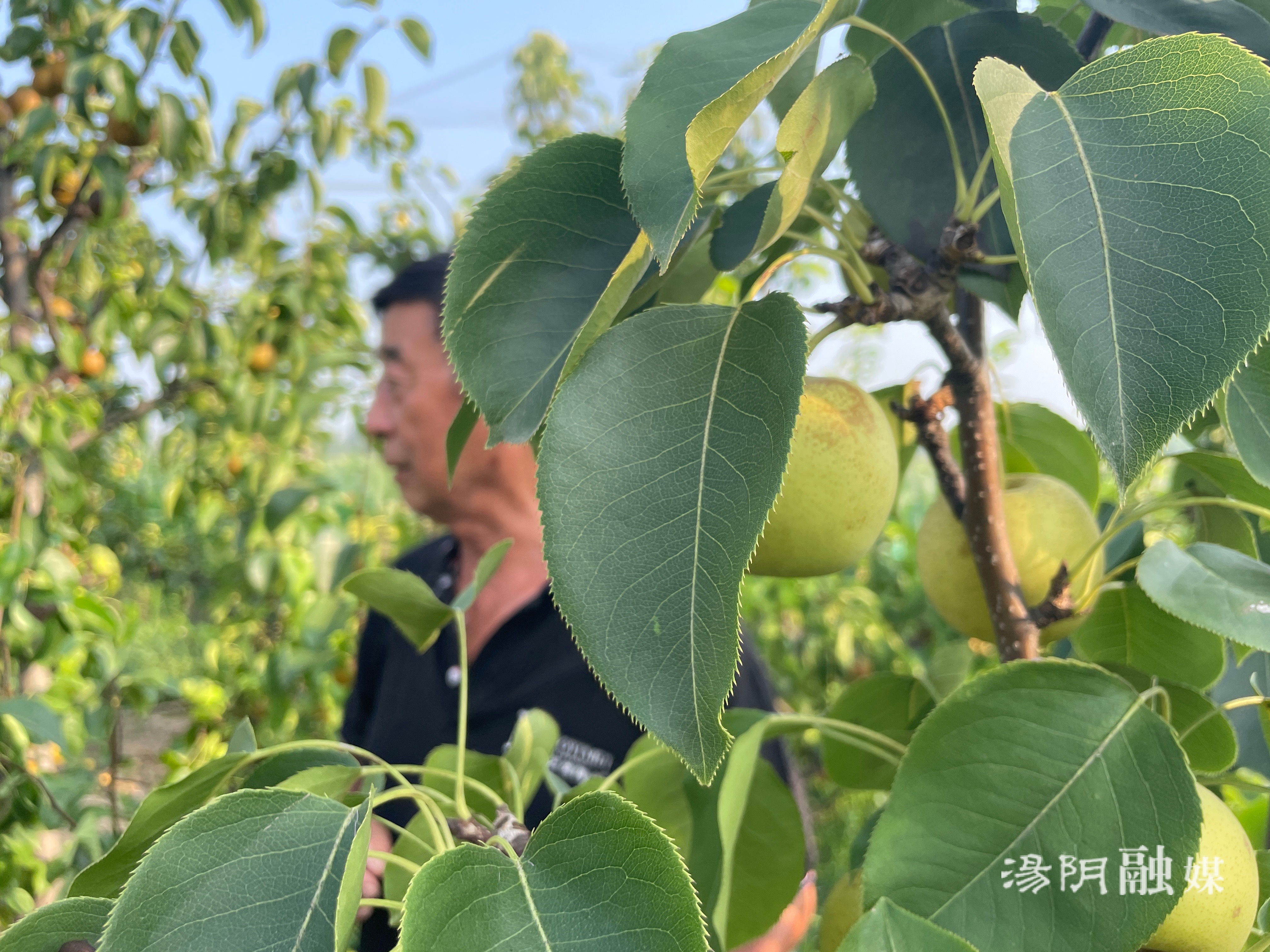 汤阴瓦岗:瓜果飘香丰收年 火龙岗上赛江南