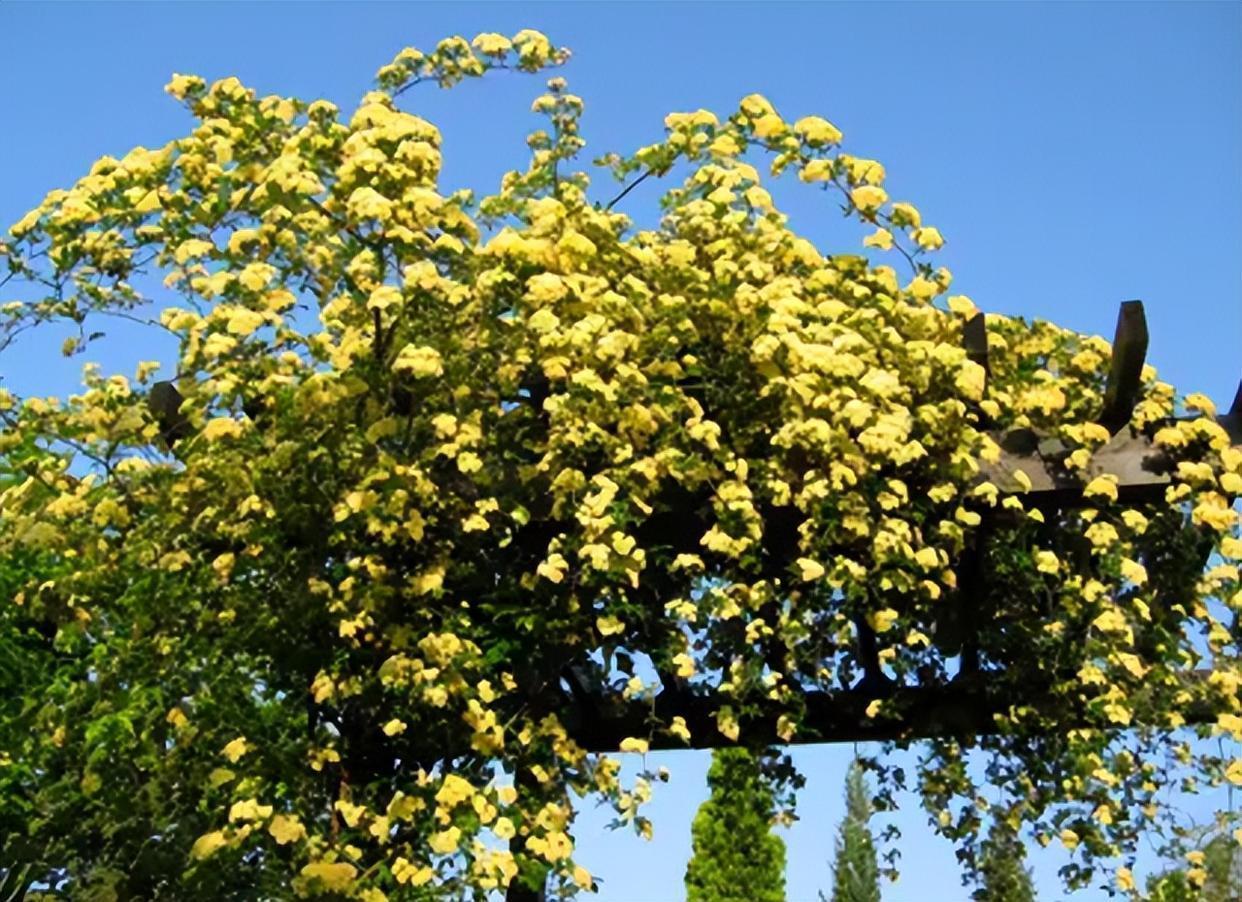 花卉霸主木香花