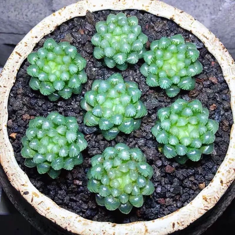 便宜好养的玉露品种,几块钱就能买一盆,新手也能轻松养出好状态