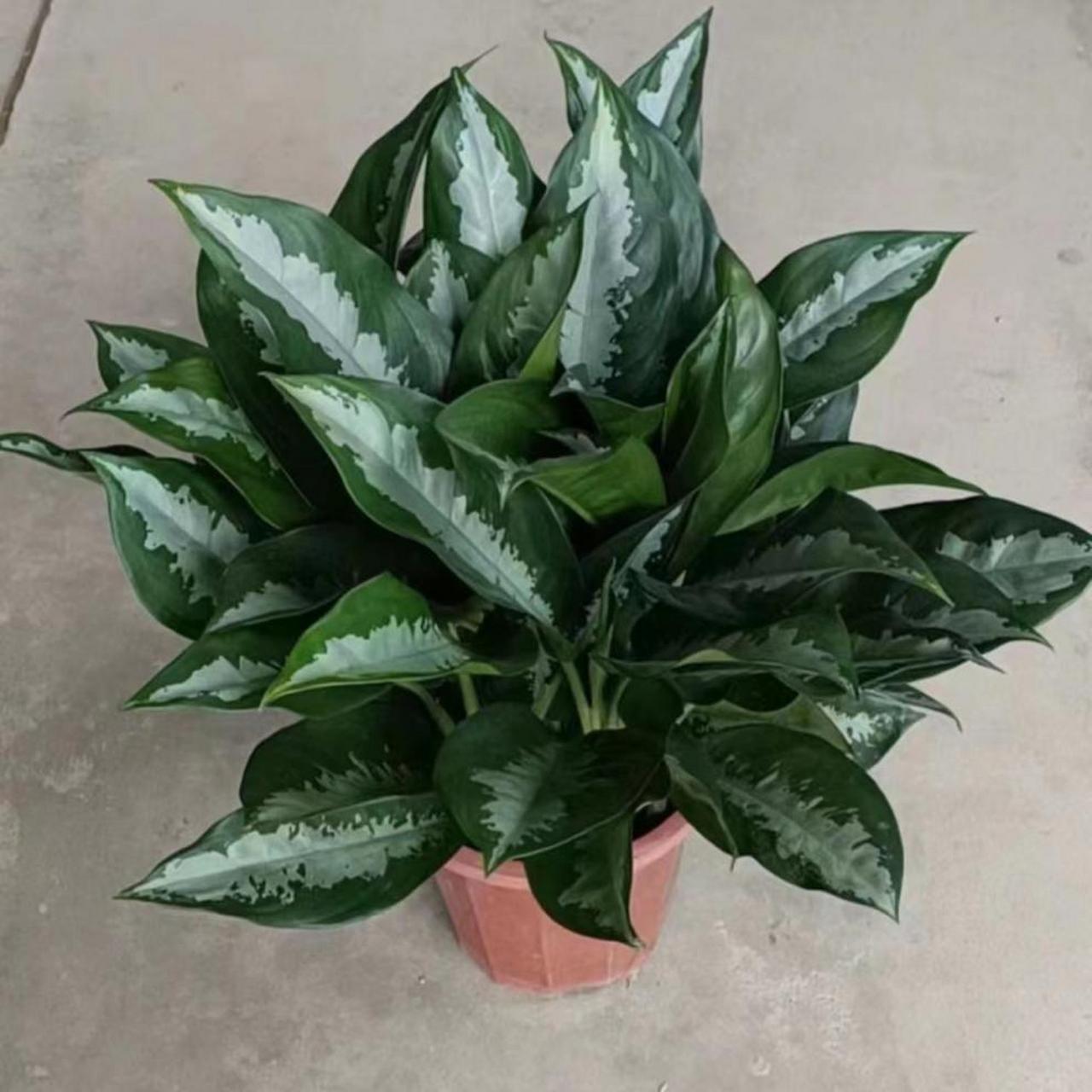 雅丽皇后多肉植物的养殖方法包括选择透气性好,排水好的盆土,每隔半个