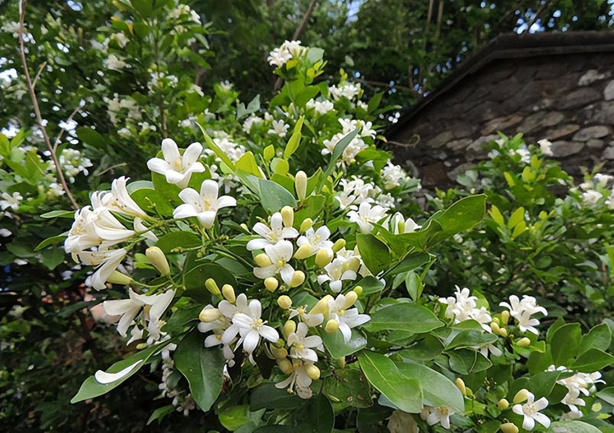 阳台放两盆"香水皇后",可以净化空气,关键是适合新手