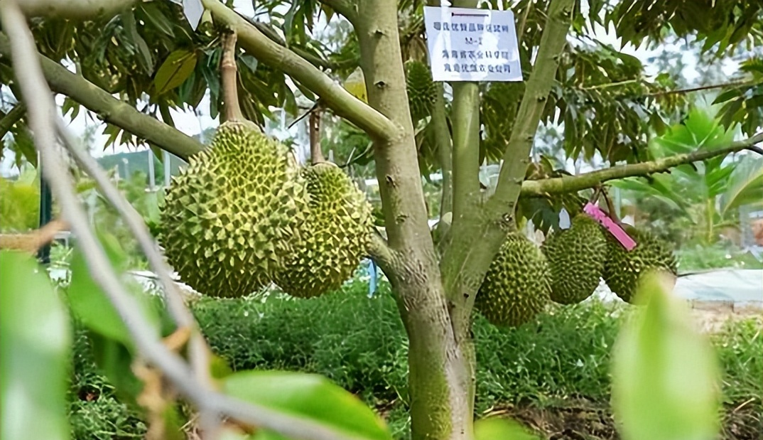 "榴莲自由"时代即将来临,首批国产榴莲采摘装运,正式上市!