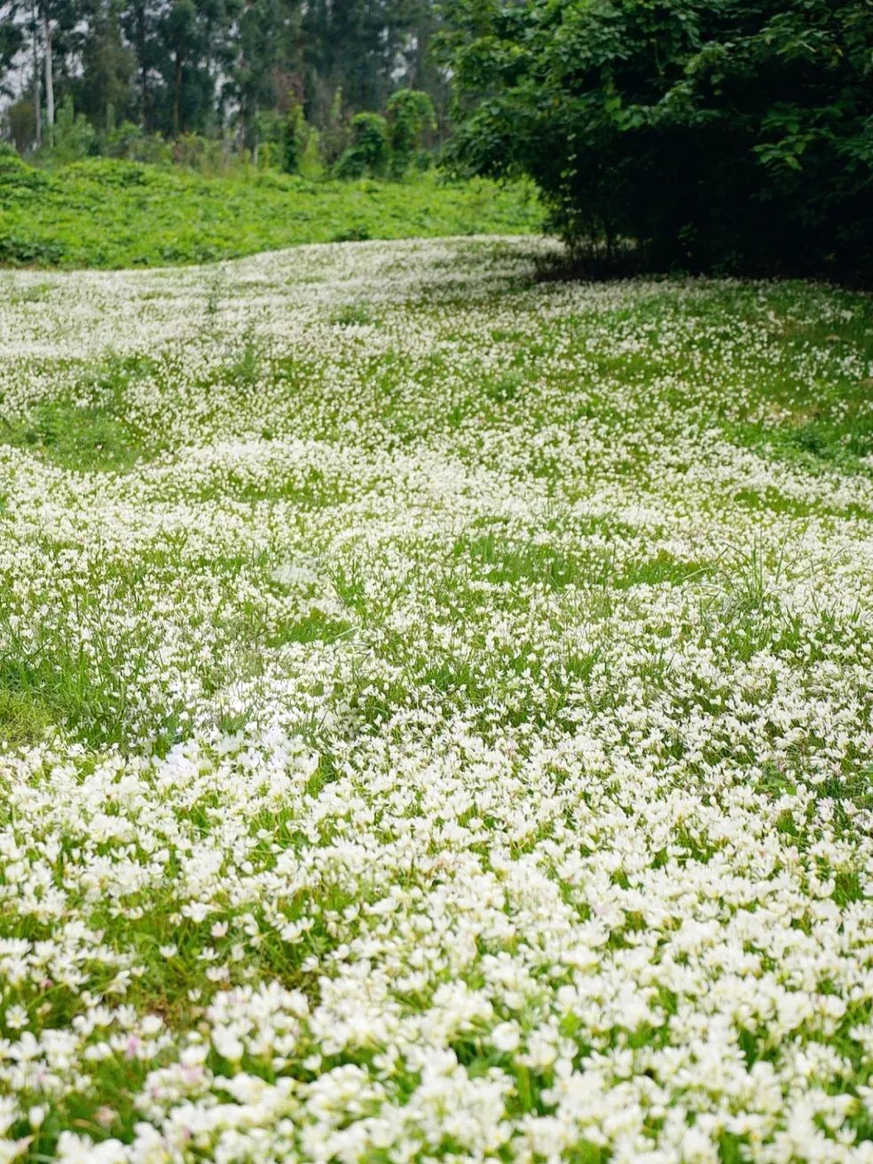 成都秋天的花海,白色兰花遍布山野!