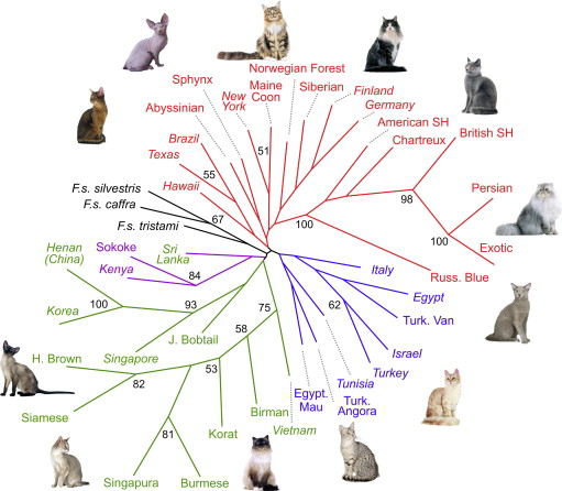 是猫驯化了人类?穷凶极恶为什么变成宠物