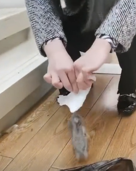宁波一地方现老鼠,女子徒手去捉竟成功拿下,网友佩服极了