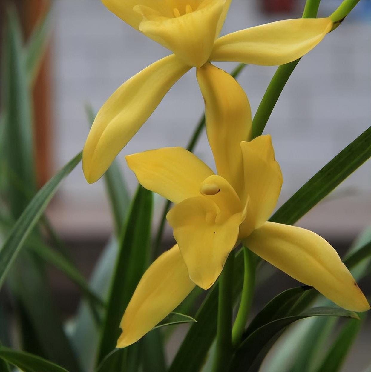 比绿萝好养的"金色兰花",我国独有,养护简单,适合生意人养护