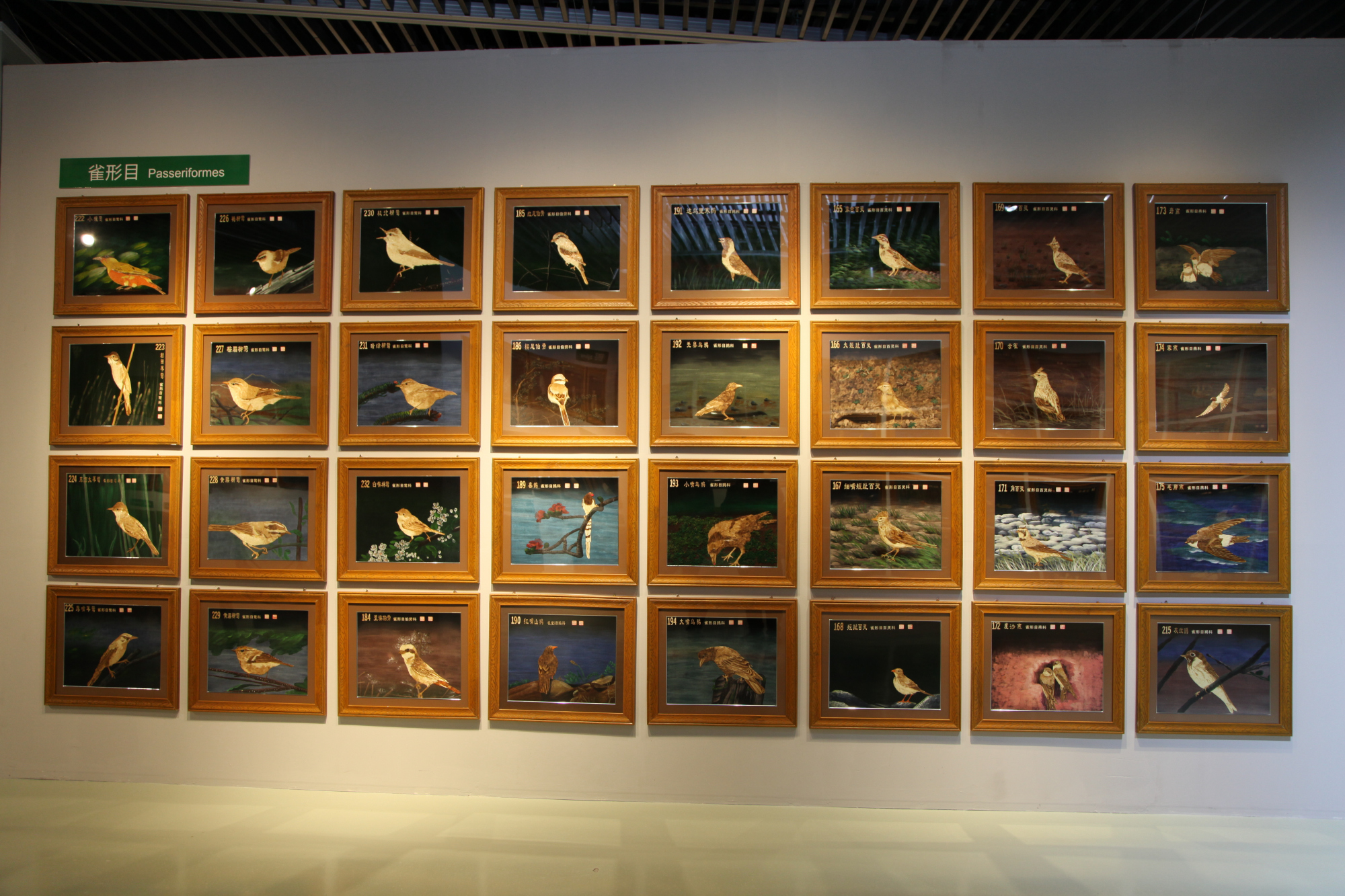 以鸟为媒展示绿色生态,大美乌梁素海·鸟类生态艺术作品展开展