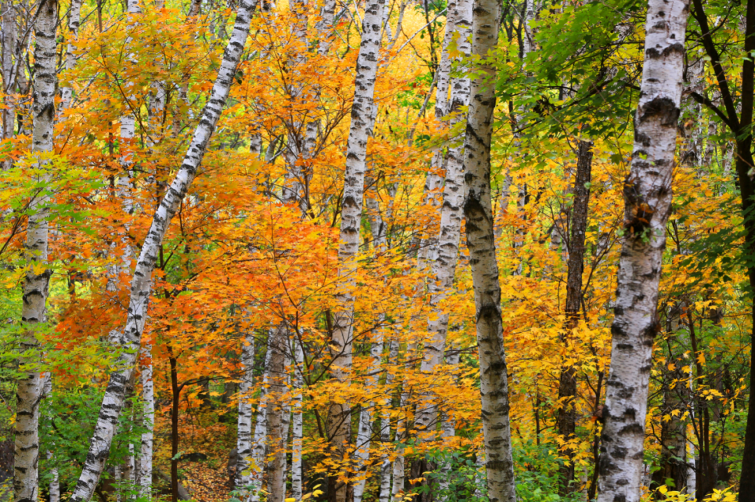 太美了!每年这时,怀柔属它"红"!