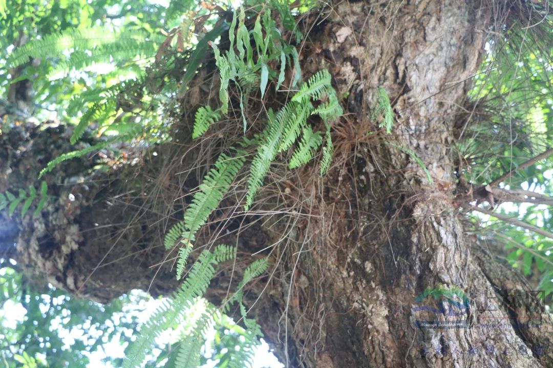 看!上林这个村120多年的老龙眼树果实结得密密麻麻