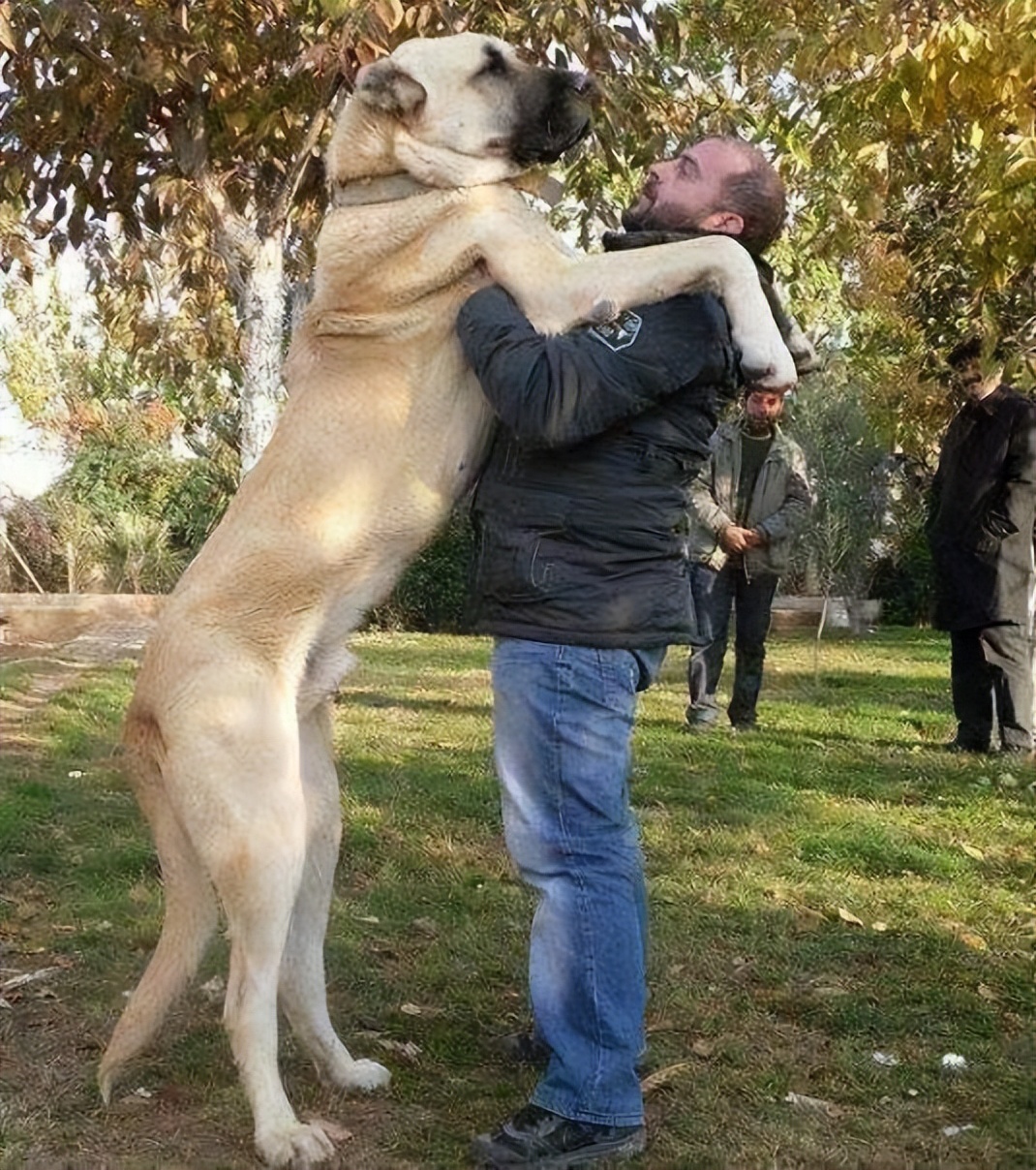 土耳其的国宝级猛犬,土耳其坎高犬,被誉为国家的"外交英雄"?