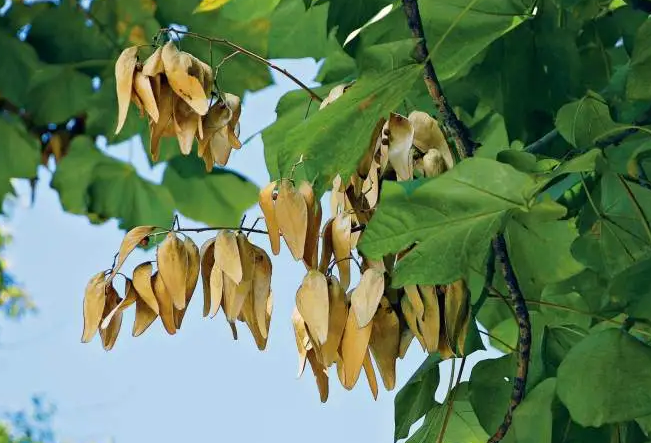 别再误认了,这才是栖凤凰的"真梧桐"!为何如今也很罕见了?