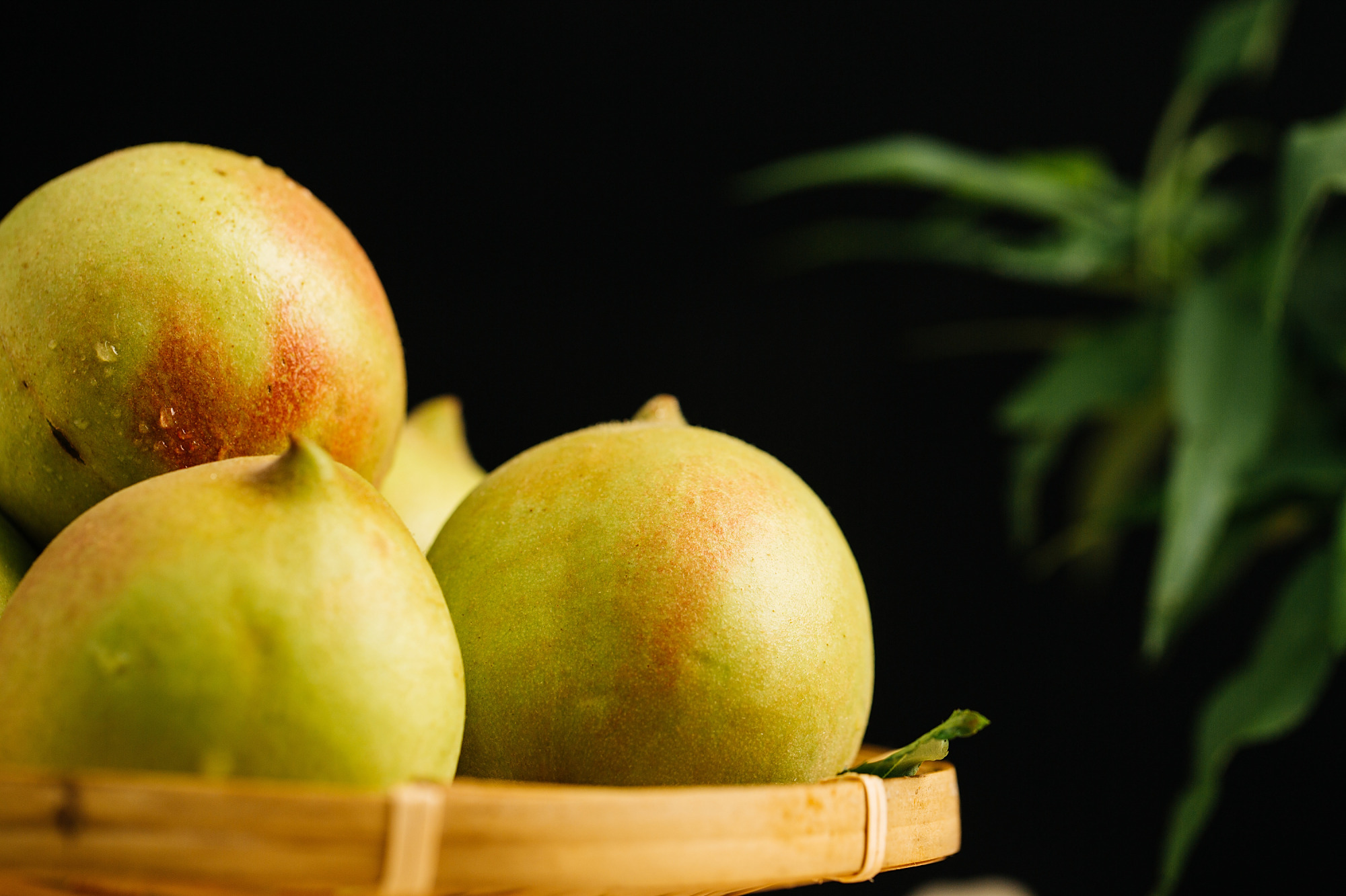 广东鹰嘴桃——连平县