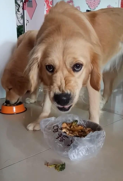 狗狗为什么会护食,以及如何解决?