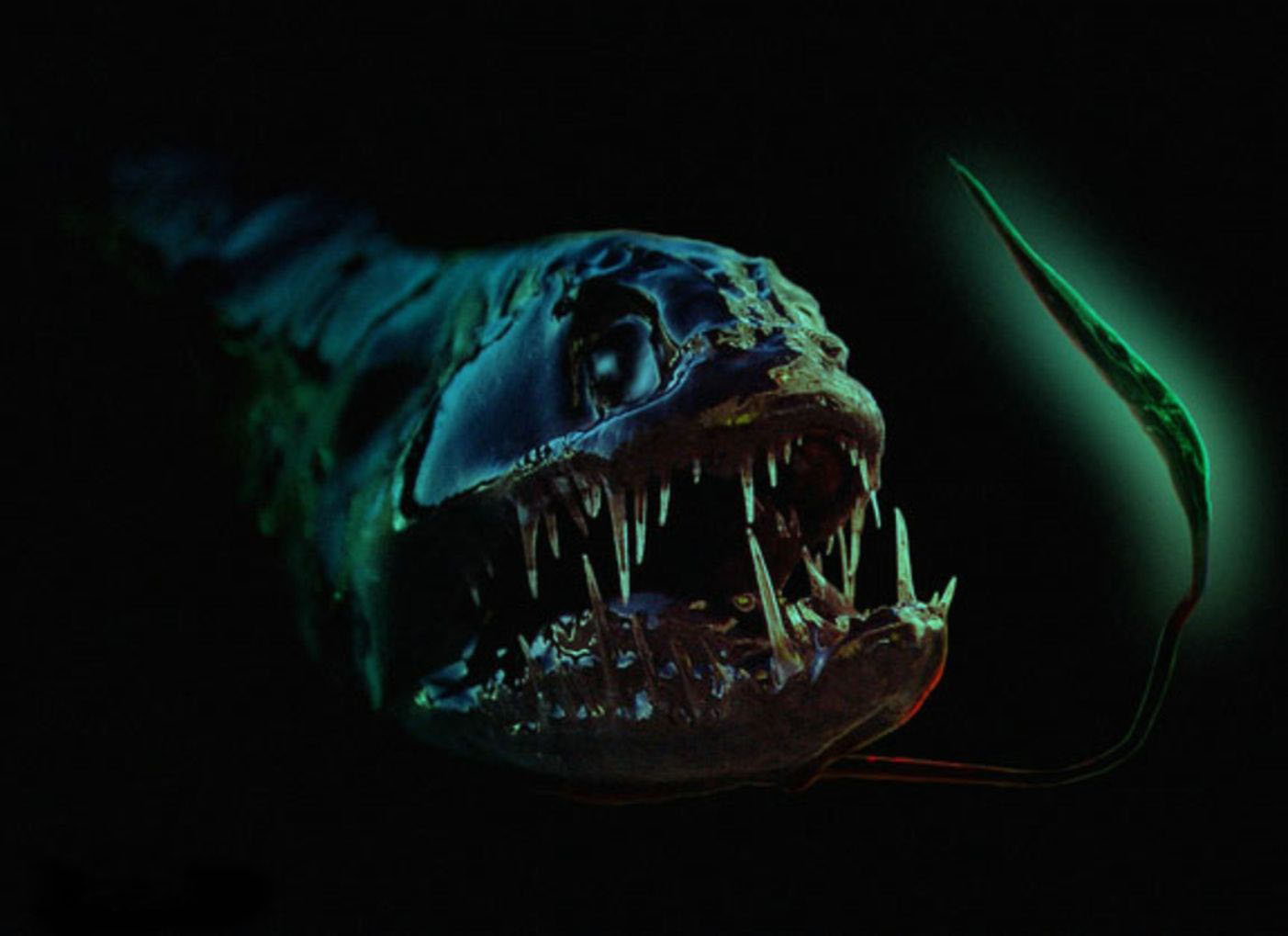 十大恐怖鱼深海鱼图片