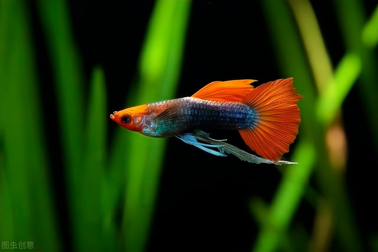 为什么公孔雀鱼一直追着母孔雀鱼咬?发现孔雀鱼受伤应该怎么办?