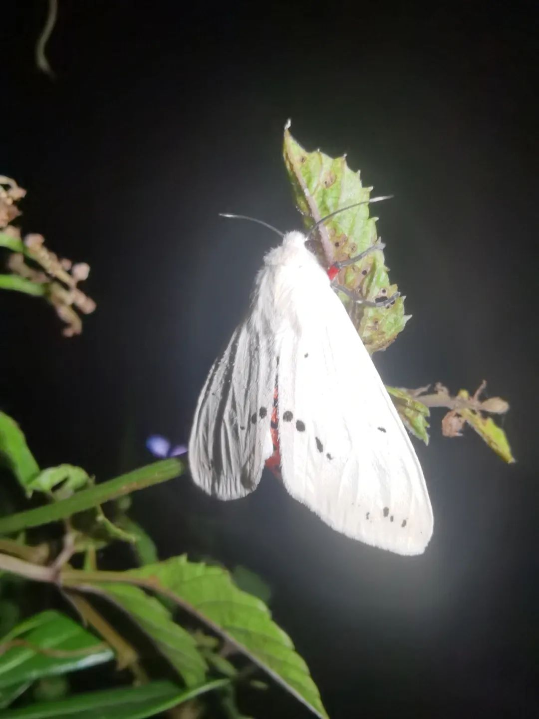 拜登蛾?红腹白灯蛾spilarctia subcarnea (walker, 1855)