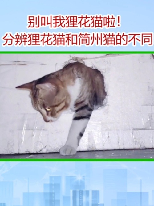 简州猫和狸花猫混交图片