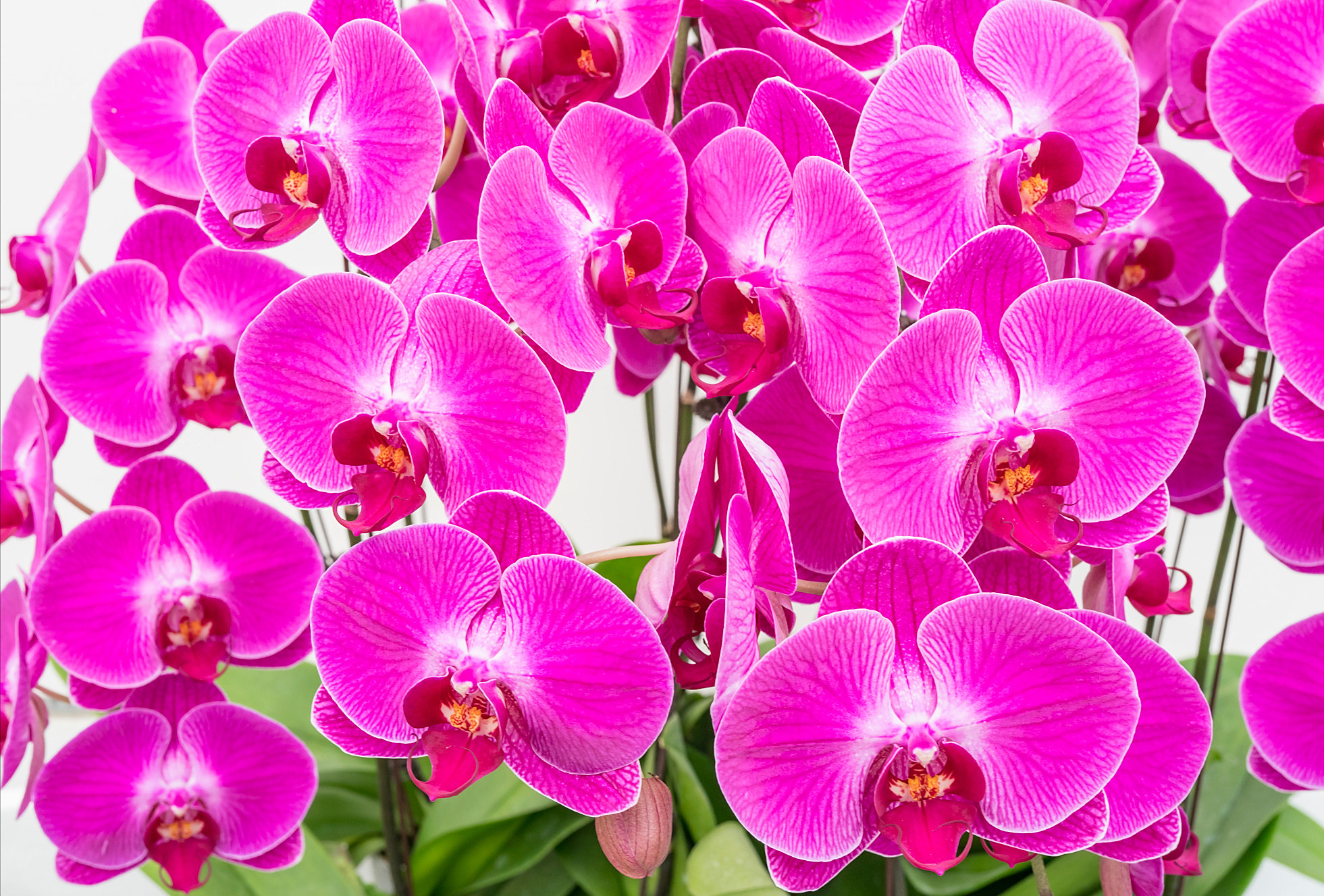 适合家里养的"好运花",象征"聚财又旺运"