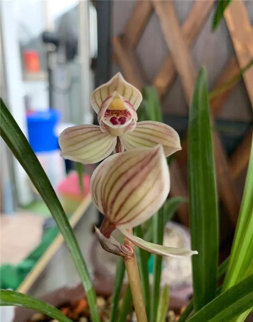 莲瓣兰荷瓣精品紫熙荷,正格荷瓣,中宫圆润,花守极佳,魅力十足