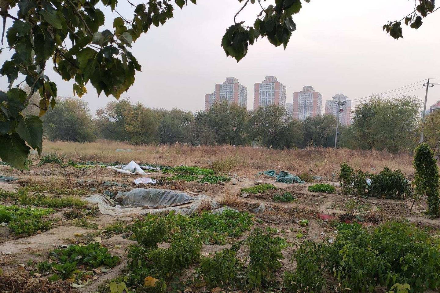 太阳宫地区两个公园,显得破旧,如今成荒地