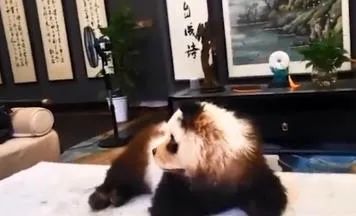 推荐四川街头有人遛熊猫?真相曝光……当事人还被警察盯上了