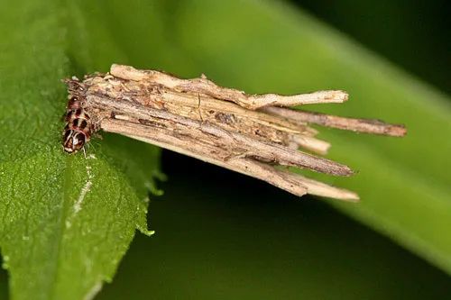 会建房子的神奇昆虫——蓑衣虫