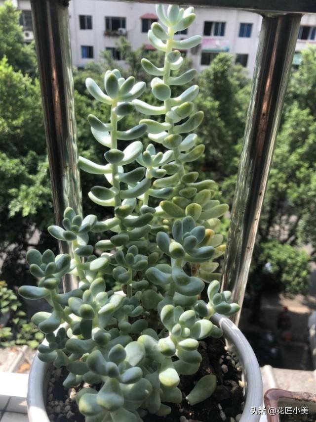 最爱徒长的多肉"天使之泪"如何养,才能养出美好的状态?