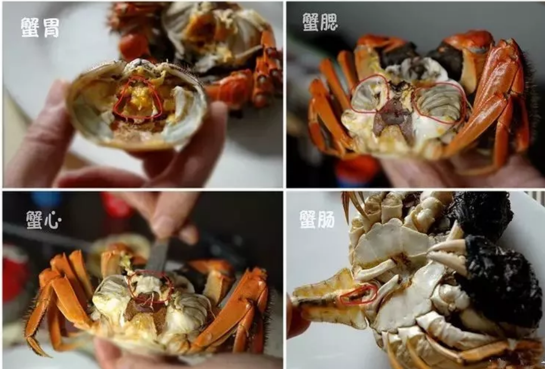 孩子可以随便吃螃蟹吗?家长牢记这些注意事项,安全吃蟹更美味