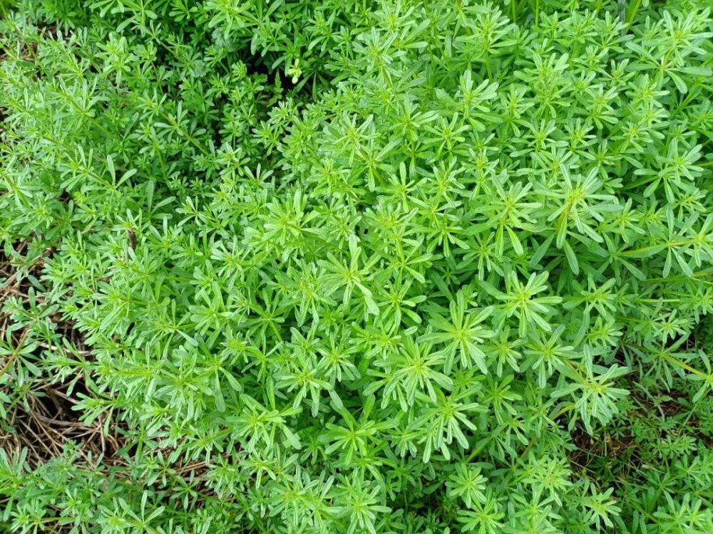 农村害草猪殃殃,采摘回家晒干价值大,很多人不知道,人称利尿草