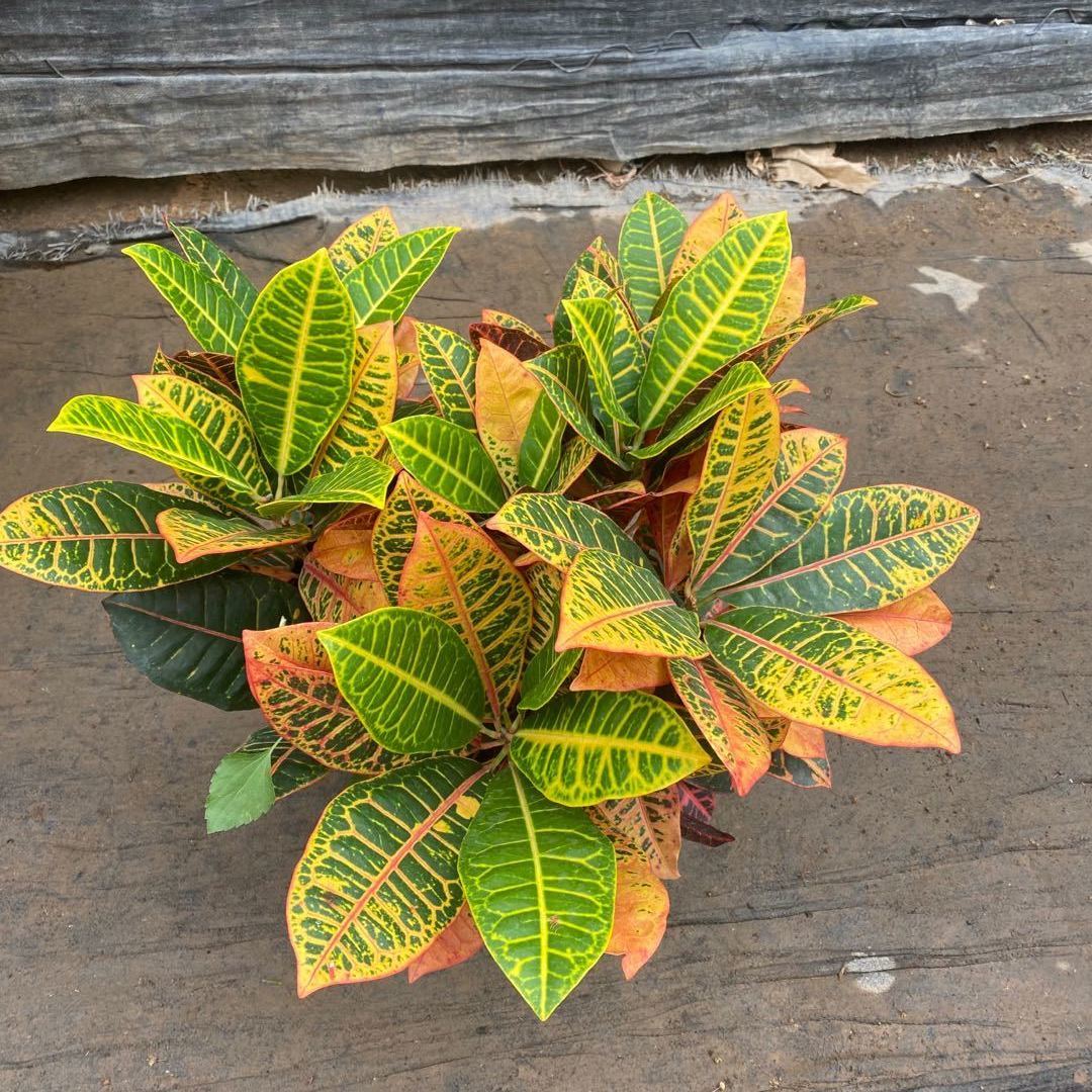 颜色装点生活,网红观叶植物,七彩变叶木的5大养护要点