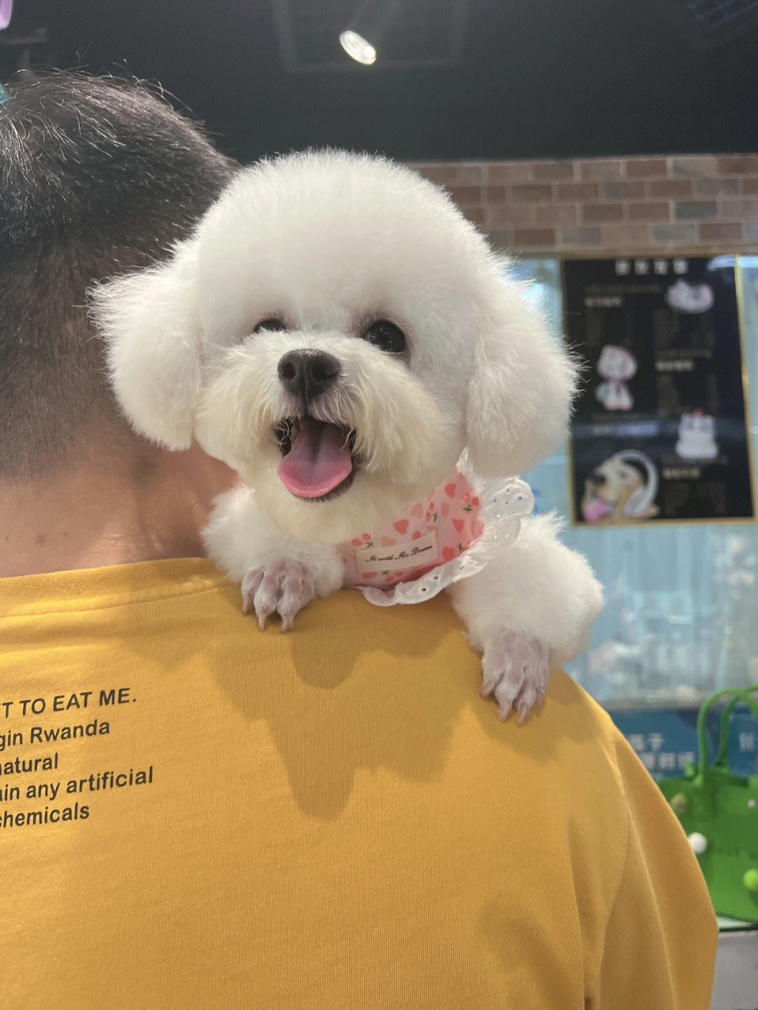 比熊寿命有多长?这些因素决定了它寿命的长短!