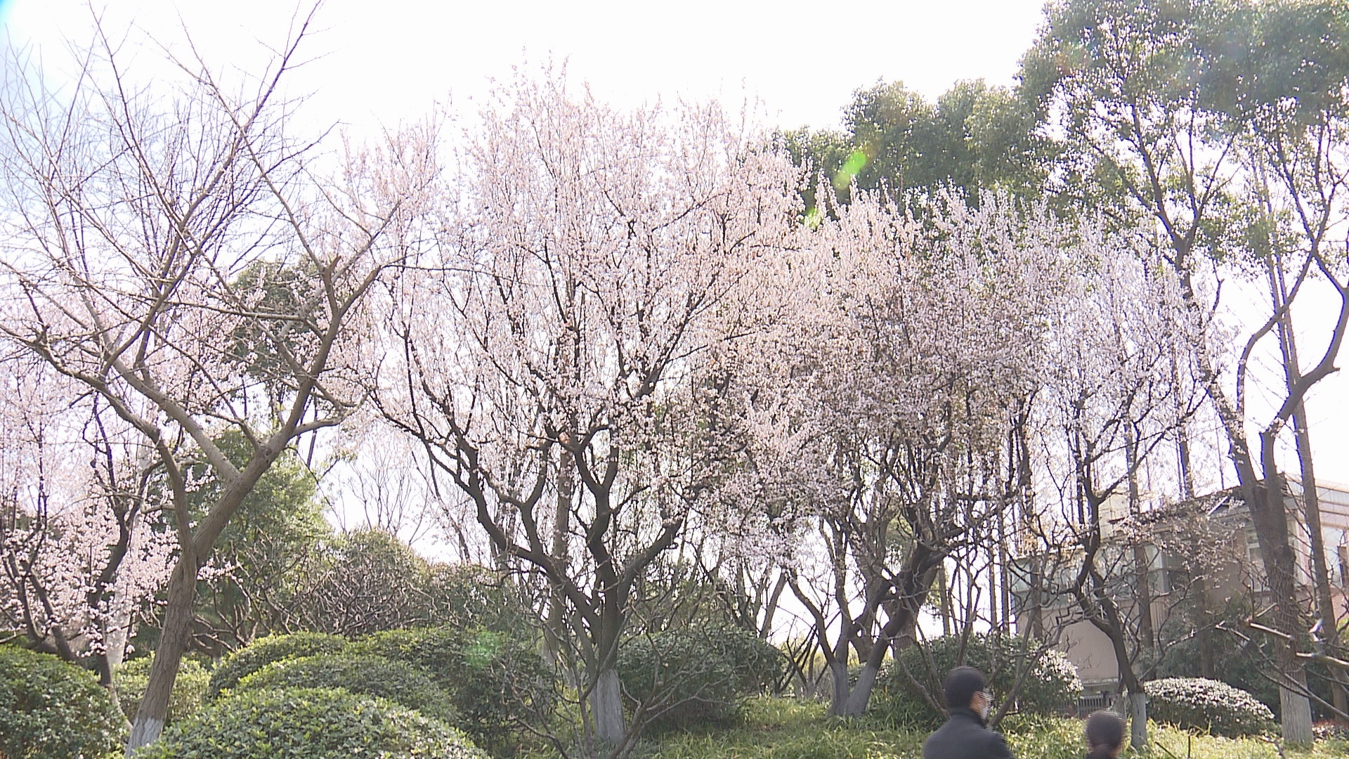 莘庄公园"晚梅"正盛,樱花"姊妹花"也来"凑热闹,双休日走起!