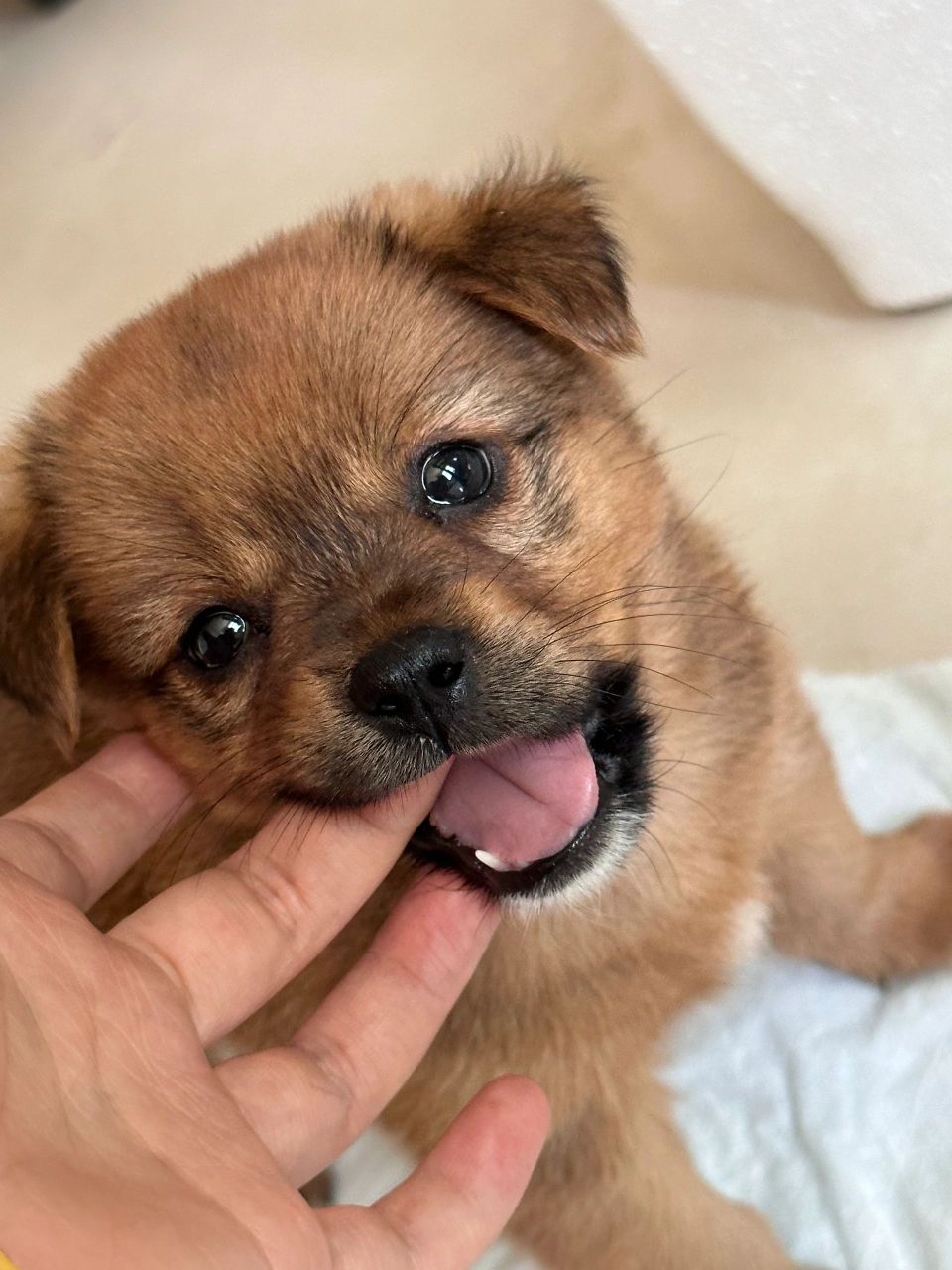 拼多多200多的小狗真的很可爱 今天是饭桶到家的第一天,小家伙两个月