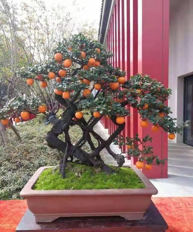 "金弹子"盆景别错过,观赏价值高,提升家居格调,打理还轻松