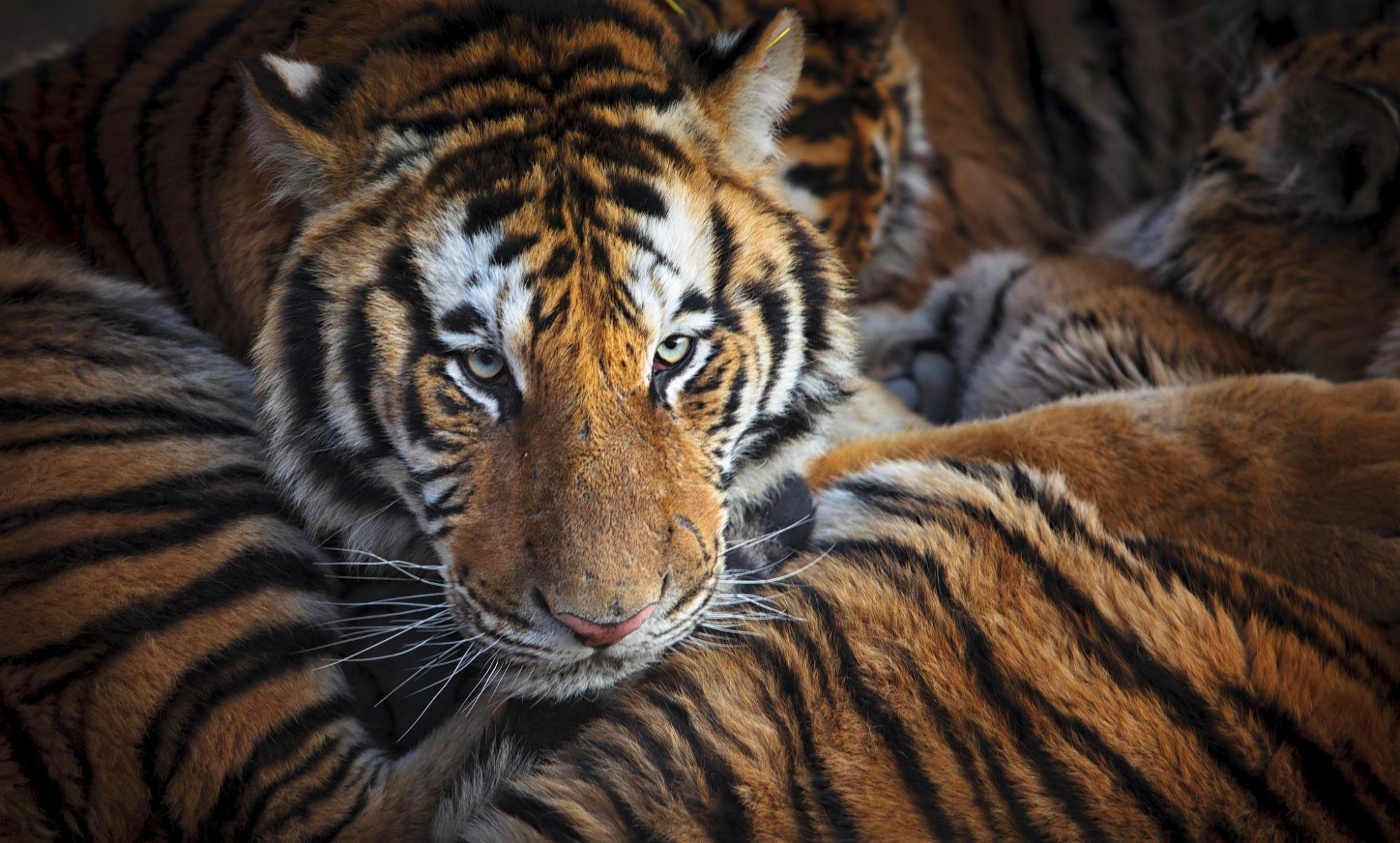 当年放养到非洲大草原的两只华南虎,它们后来怎么样了?