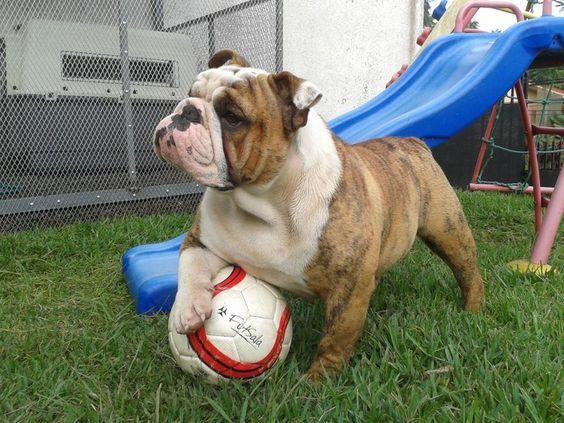 "法斗"vs"英斗"不都一样吗?过来人告诉你,差别大了!