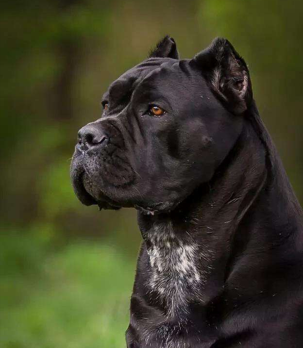 十大名犬图片大全猛犬图片