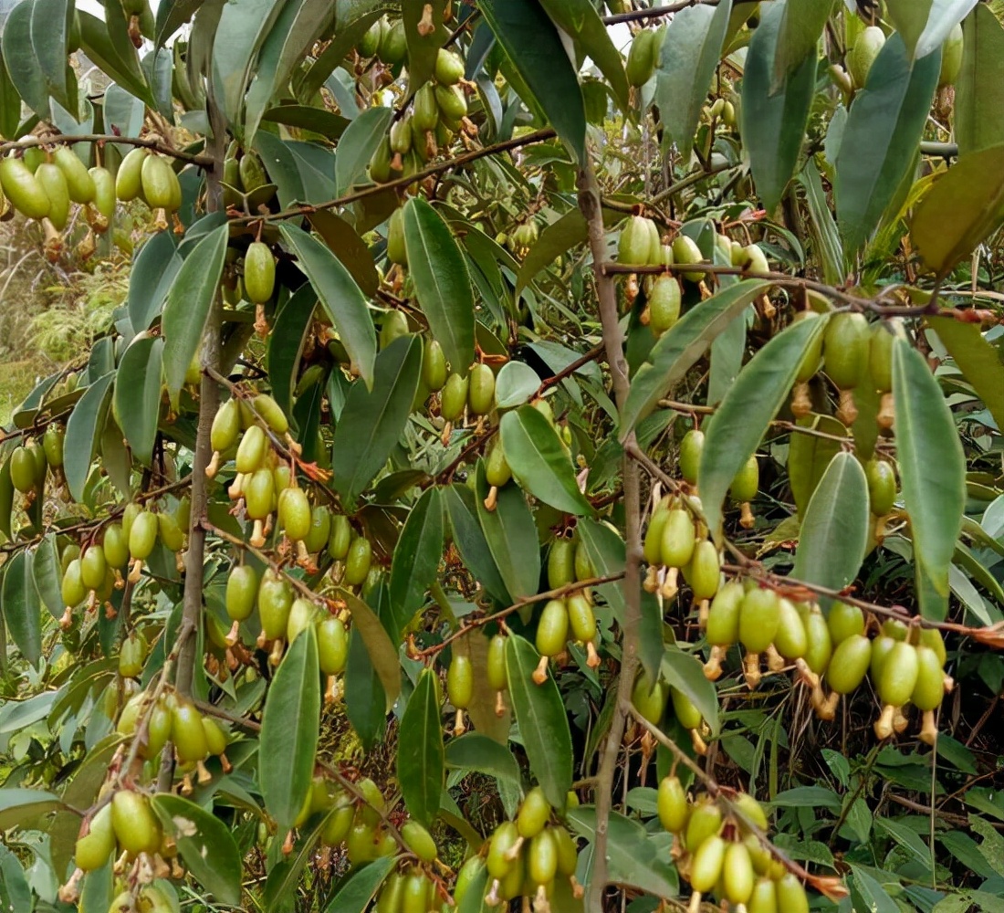 农村这种羊奶子,果实成熟后吃起来是甜的,植株可当盆栽,可药用