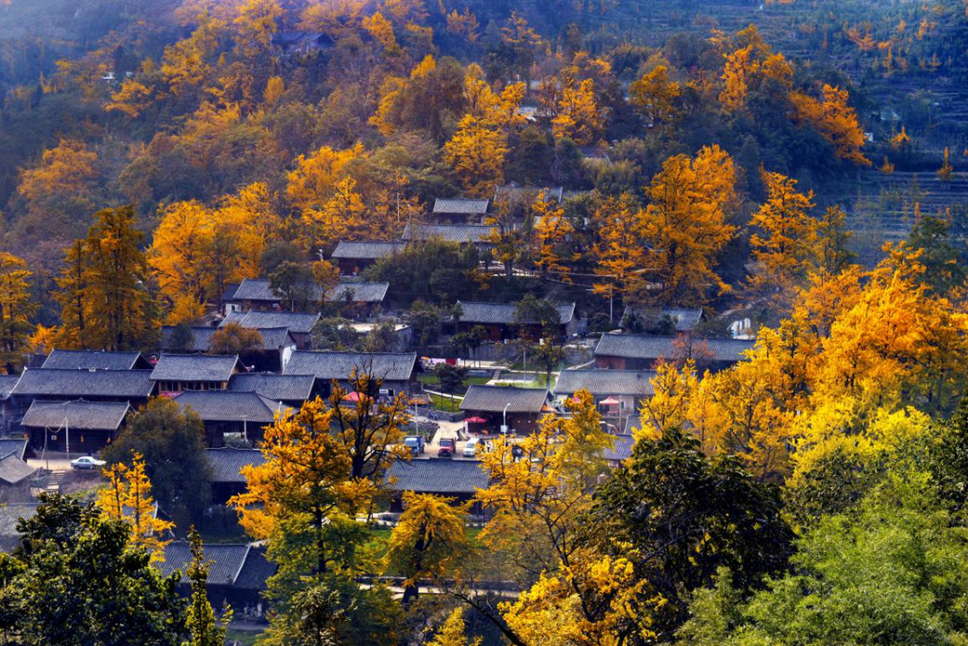 妥乐古银杏风景区简介图片