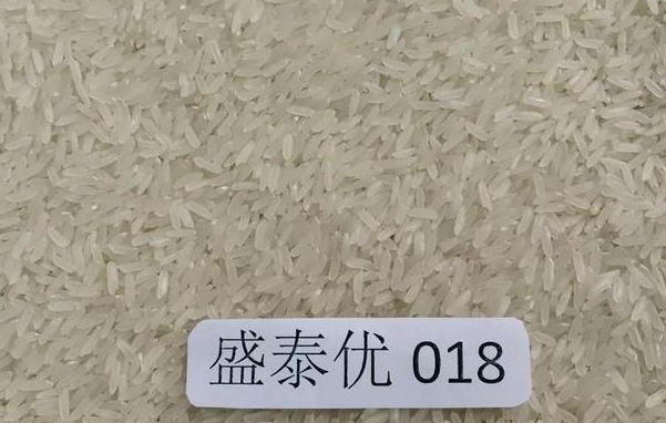 高档优质稻盛泰优018,一级优质稻米,丰产性好,附高产栽培技术